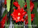 Epiphyllum röd